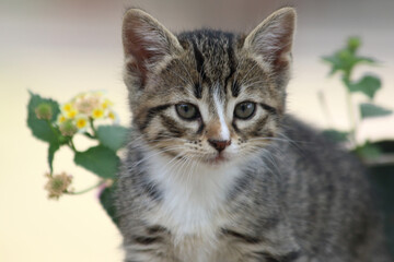 close up portrait of a kitten