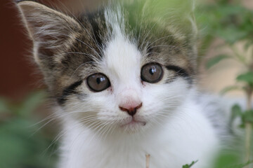 close up portrait of a kitten