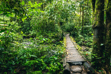 Ecuador Tropical Rainforest. Hiking trail in Amazon Cloud Forest. Jungle path to Hola Vida Waterfall. Puyo, Ecuador. South America. © Curioso.Photography
