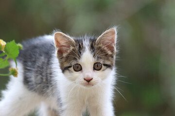 close up portrait of a kitten