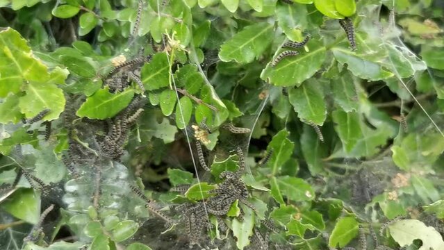 The web of the ermine moth Yponomeuta with a lot of caterpillars hiding in a bush with green leaves. Bremen, Germany.
