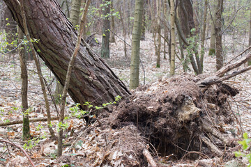 fallen pine tree selective focus