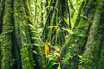 Ecuador Tropical Rainforest. Hiking trail in Amazon Cloud Forest. Jungle path to Hola Vida Waterfall. Puyo, Ecuador. South America. © Curioso.Photography