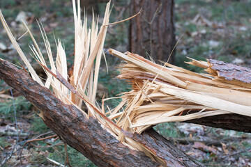 broken pine tree closeup selective focus