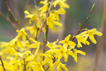 spring forsythia flowers closeup selective focus