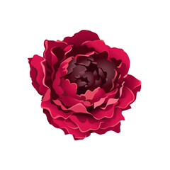Red Peony Isolated on White
