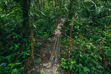 Ecuador Tropical Rainforest. Hiking trail in Amazon Cloud Forest. Jungle path to Hola Vida Waterfall. Puyo, Ecuador. South America.