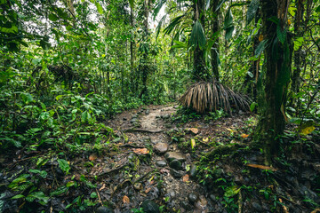 Ecuador Tropical Rainforest. Hiking trail in Amazon Cloud Forest. Jungle path to Hola Vida Waterfall. Puyo, Ecuador. South America. © Curioso.Photography