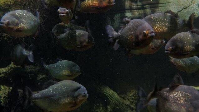 Herbivorous piranha Red-bellied Pacu (Piaractus brachypomus) in the river or aquarium. A large predatory fish swims in the Amazon River in the tropics of South America