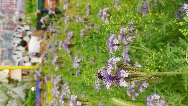 A bumblebee (bombus) pollinating a scorpionweed (phacelia). violet and lilac blossoms. Some people sitting behind. Bremen, Germany.