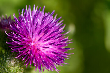 Thistle is spotted. Medical plant. Milk thistle fruits are used as a medicine.
Milk thistle has a...