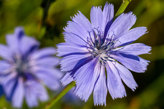 Chicory ordinary.
Perennial herbaceous plant of the genus Chicory.
Inflorescences-baskets, which consist only of ligulate blue flowers.
Grows in meadows, forest clearings, grassy slopes.