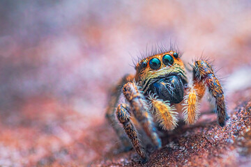 Spider portrait, jumping spider portrait - Pellenes tripunctatus