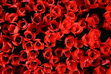 red tuliips petals