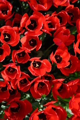 wallpapers red tulips, beautiful bouquet, spring flowers, tulips, bouquet of red flowers, spring bouquet from a setç red flowers isolated