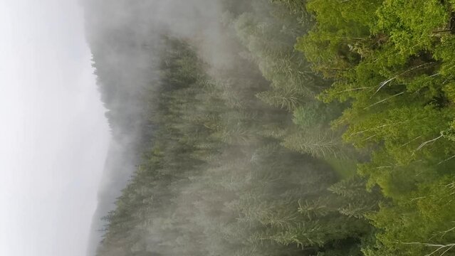 The fog drowned mystical valley of Schwarzwassertal in saxonian Ore Mountains. The mist moves through a large spruce and birch forest. Partrait pan shot.