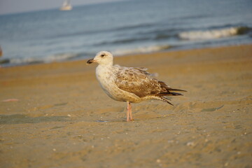 seagull on the beach
