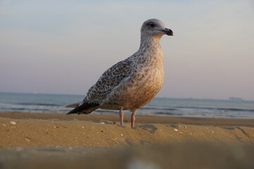 seagull on the beach
