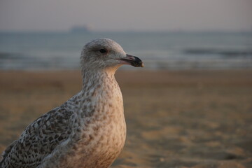 seagull on the beach