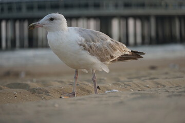seagull on the beach