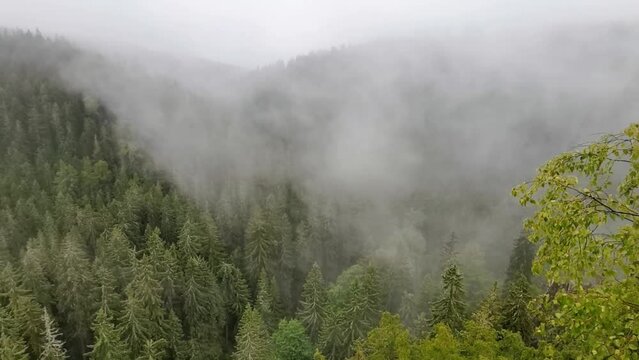 The fog drowned mystical valley of Schwarzwassertal in saxonian Ore Mountains. The mist moves through a large spruce and birch forest. still shot.