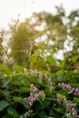 beige, border, horizontal, lantern, meadow, no people, paint, petal, rough, shadow, spa, vibrant, bouquet, frame, photography, sunlight, vine, climber, climbing, isolated, medieval, plaster, rustic, s