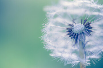 Closeup of dandelion with blurred background, artistic nature closeup. Spring summer meadow field...