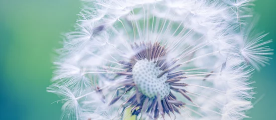 Foto op Canvas Closeup of dandelion with blurred background, artistic nature closeup. Spring summer meadow field banner. Beautiful relaxing macro photo, sunny spring summer nature flora. Artistic natural texture © icemanphotos