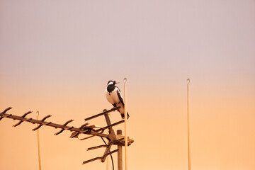 Magpie Lark sitting on top of Television aerial.