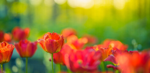 Obraz premium Beautiful colorful tulips on blurred spring sunny nature landscape. Bright blooming tulips flower panorama for spring nature love concept. Amazing natural spring scene, design, tranquil floral banner
