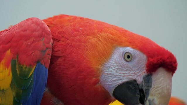 Scarlet or Ara macaw emits sounds by moving its beak, tongue. Large red, yellow, blue parrot talking, looks around, tilts head outdoor. Large bird with striking plumage screaming at zoo