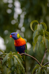 Brightly colored Rainbow lorikeet (Trichoglossus moluccanus) perched on a branch with vegetation in the background.