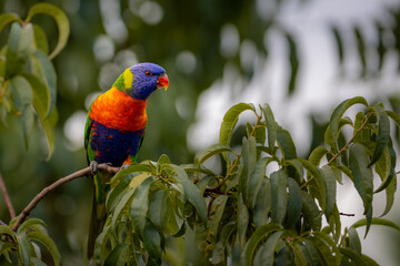 Brightly colored Rainbow lorikeet (Trichoglossus moluccanus) perched on a branch with vegetation in the background.