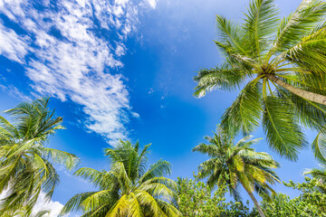 Beautiful cloudy sky landscape and green palm leaves. Low point of view, palm trees tropical forest...