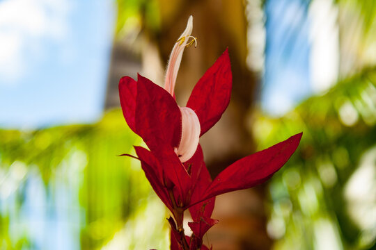 Closeup shot of Graptophyllum pictum