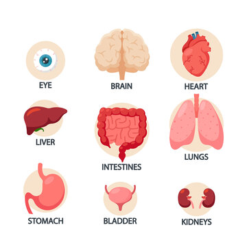 Human Body Organs Infographics, Eye, Heart, Liver and Stomach, Bladder, Brain, Lungs or Kidney with Intestines