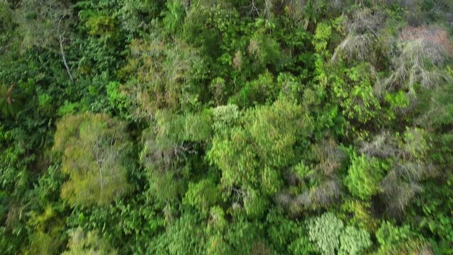 Drone flying over yellow poui tree in Trinidad mounti