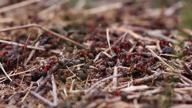 Close-up of some ants working on dried grass outdoors.