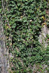 Hedera helix ,English ivy, Common Ivy, Ivy, Efeu, European ivy,