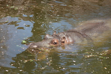 Obraz premium カバ