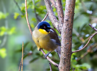 A blue-crowned laughingthrush, Garrulax courtoisi, perched on a tree. This small songbird, from Jiangxi, China, is now critically endangered in the wild.