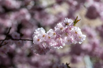 Cherry blossom during spring in Norrkoping Sweden