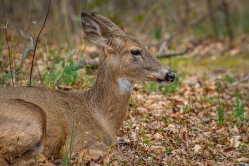 Closeup shot of a cute deer resting in a forest