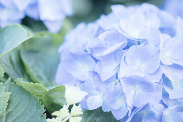 hydrangea flower in close up with pastel blue colors