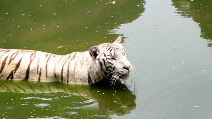 White tiger walking in the water of pond in safari on a sunny day in summer - Powered by Adobe
