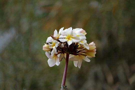 Araliya flowers grown in the garden in spring