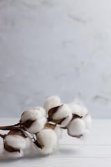 Cotton branch on white wood floor. Close up shot. Vertical picture 
