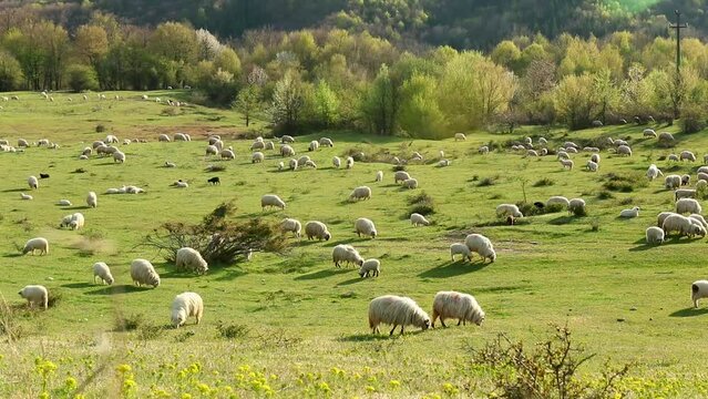 Herd of sheep grazing on the hill in early spring