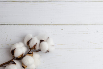 Cotton branch on white wood floor. Close up shot. Horizontal picture 