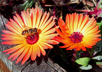 delosperma, pomarańczowe kwiaty, pszczoła na kwiatach delospermy